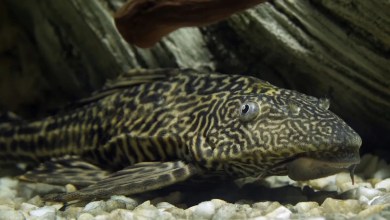 ‘Result of people releasing aquarium fish’ ‘Result of people releasing aquarium fish’