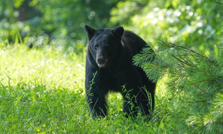 Bear mauls elderly man on tractor in this state’s 1st bear attack in 25 years Bear mauls elderly man on tractor in this state’s 1st bear attack in 25 years