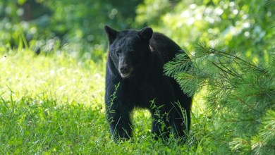 Bear mauls elderly man on tractor in this state’s 1st bear attack in 25 years Bear mauls elderly man on tractor in this state’s 1st bear attack in 25 years