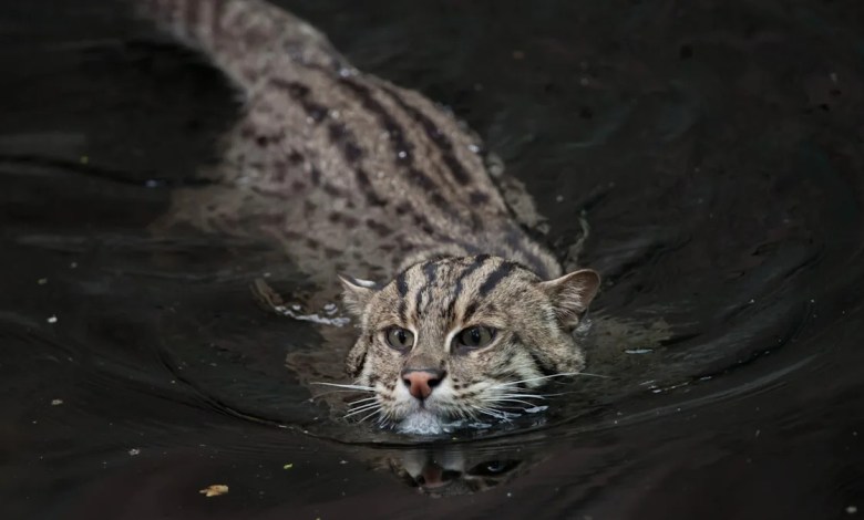 ‘Likely to happen to humans too’ ‘Likely to happen to humans too’