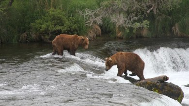 Alaska wildlife agents can kill bears from helicopters in an effort to protect caribou, judge says Alaska wildlife agents can kill bears from helicopters in an effort to protect caribou, judge says