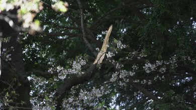 Collapse of Tokyo’s aging cherry blossom trees during viewing season raises safety concerns Collapse of Tokyo’s aging cherry blossom trees during viewing season raises safety concerns
