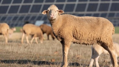 Farmer makes surprising discovery after letting sheep graze alongside solar panels: ‘A massive leg-up’ Farmer makes surprising discovery after letting sheep graze alongside solar panels: ‘A massive leg-up’