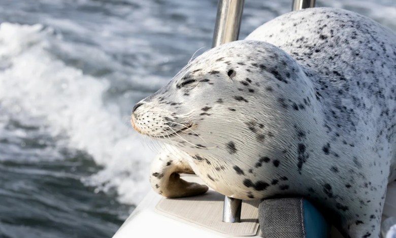Seal escapes orca hunt by jumping onto photographer’s boat Seal escapes orca hunt by jumping onto photographer’s boat