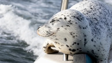 Seal escapes orca hunt by jumping onto photographer’s boat Seal escapes orca hunt by jumping onto photographer’s boat