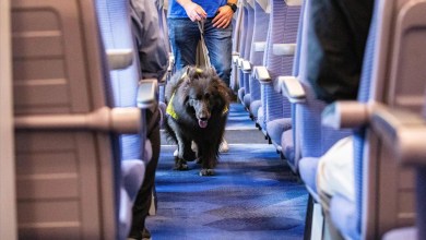 Britain’s first railway therapy dog starts work helping anxious passengers Britain’s first railway therapy dog starts work helping anxious passengers