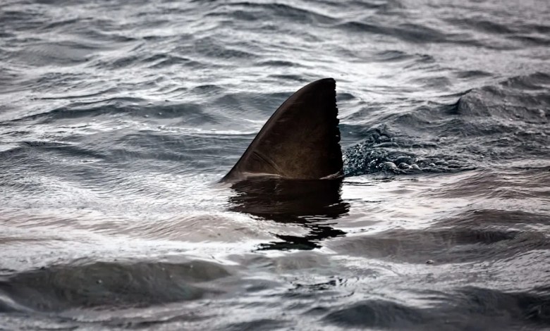 ‘His friends acted with incredible bravery’ ‘His friends acted with incredible bravery’