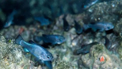 How the Devils Hole Pupfish Became Earth’s Most Local Animal How the Devils Hole Pupfish Became Earth’s Most Local Animal