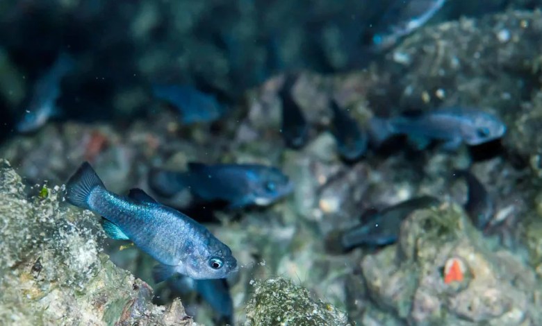 How the Devils Hole Pupfish Became Earth’s Most Local Animal How the Devils Hole Pupfish Became Earth’s Most Local Animal