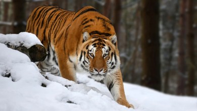 Experts issue warning amid shocking surge in tiger attacks on humans: ‘The tigers are hungry’ Experts issue warning amid shocking surge in tiger attacks on humans: ‘The tigers are hungry’