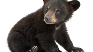 Tiny Bear Cub Rescued By NJ State Police Has the Entire Internet Smitten Tiny Bear Cub Rescued By NJ State Police Has the Entire Internet Smitten
