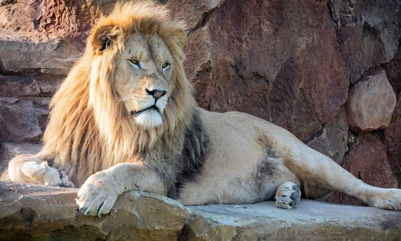 Kidnappers Planned to Force a 12-Year-Old Girl into Marriage. A Pride of Lions Came To Her Rescue Kidnappers Planned to Force a 12-Year-Old Girl into Marriage. A Pride of Lions Came To Her Rescue