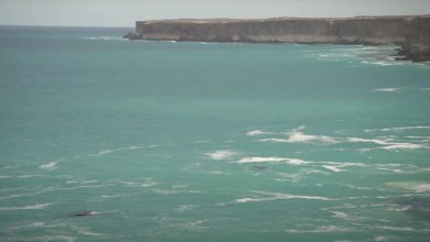 Ocean creatures make stunning comeback after nearly being hunted to extinction: ‘Early sightings’ Ocean creatures make stunning comeback after nearly being hunted to extinction: ‘Early sightings’