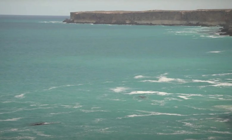 Ocean creatures make stunning comeback after nearly being hunted to extinction: ‘Early sightings’ Ocean creatures make stunning comeback after nearly being hunted to extinction: ‘Early sightings’