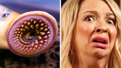 I’m Squirming At These 16 Creatures That Look Straight Out Of A Horror Movie But Actually Exist Here On Earth I’m Squirming At These 16 Creatures That Look Straight Out Of A Horror Movie But Actually Exist Here On Earth