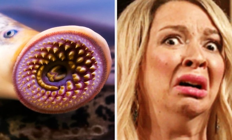 I’m Squirming At These 16 Creatures That Look Straight Out Of A Horror Movie But Actually Exist Here On Earth I’m Squirming At These 16 Creatures That Look Straight Out Of A Horror Movie But Actually Exist Here On Earth