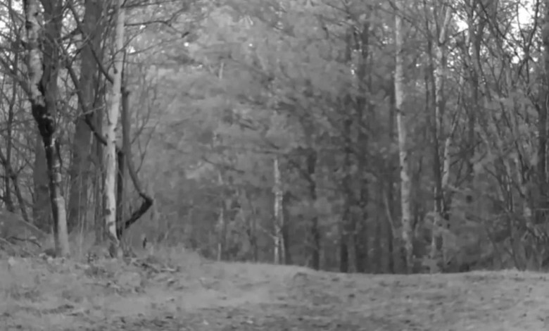 Trail camera captures tense standoff between 2 rare predators: ‘That is freaky’ Trail camera captures tense standoff between 2 rare predators: ‘That is freaky’