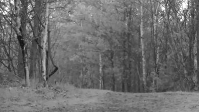 Trail camera captures tense standoff between 2 rare predators: ‘That is freaky’ Trail camera captures tense standoff between 2 rare predators: ‘That is freaky’