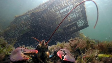 Lobster population falls off New England, leading regulators to declare overfishing Lobster population falls off New England, leading regulators to declare overfishing