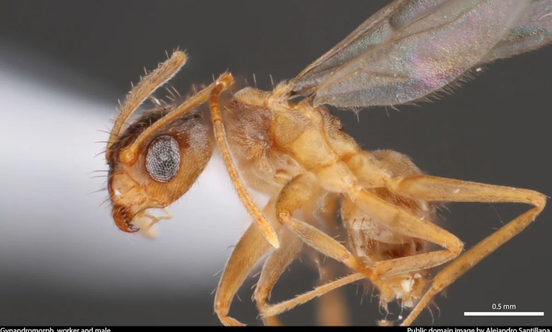 These ‘crazy’ invasive Florida pests attack mammals, birds and create giant supercolonies These ‘crazy’ invasive Florida pests attack mammals, birds and create giant supercolonies