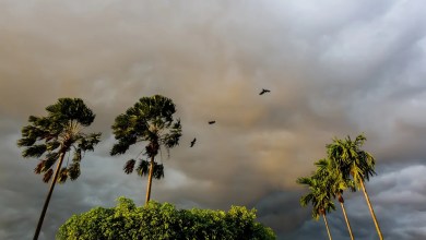 Officials push new ban as thousands of households keep beloved creatures as pets: ‘They will understand eventually’ Officials push new ban as thousands of households keep beloved creatures as pets: ‘They will understand eventually’