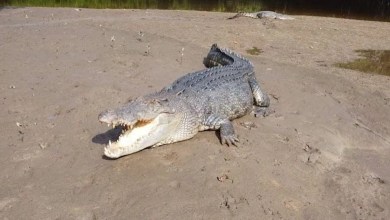 ‘Words can’t express the sadness’ ‘Words can’t express the sadness’