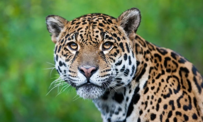 Researchers use vast network of cameras to make stunning discovery about jaguars: ‘Extraordinary’ Researchers use vast network of cameras to make stunning discovery about jaguars: ‘Extraordinary’
