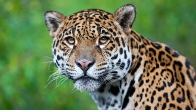 Researchers use vast network of cameras to make stunning discovery about jaguars: ‘Extraordinary’ Researchers use vast network of cameras to make stunning discovery about jaguars: ‘Extraordinary’