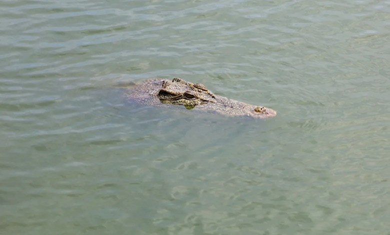 Residents on lookout for crocodiles 'absolutely everywhere' amid historic flooding: 'Don't go in the water' Residents on lookout for crocodiles 'absolutely everywhere' amid historic flooding: 'Don't go in the water'