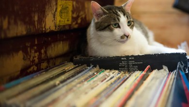 Paris Record Shop Puts a Cat in Charge and the Instant Regret Is Too Real Paris Record Shop Puts a Cat in Charge and the Instant Regret Is Too Real