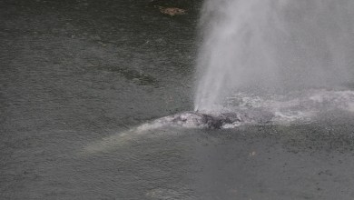 A gray whale that swam 20 miles up a Washington state river is found dead A gray whale that swam 20 miles up a Washington state river is found dead
