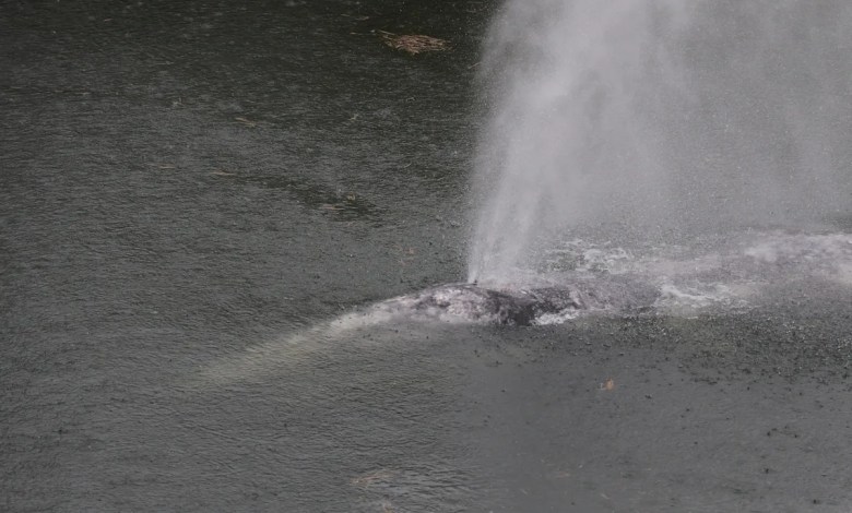 A gray whale that swam 20 miles up a Washington state river is found dead A gray whale that swam 20 miles up a Washington state river is found dead