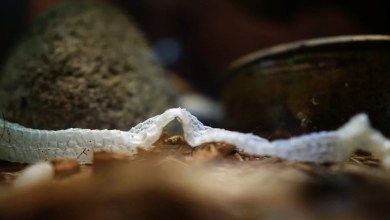 Scientists rediscover ‘secretive’ snake hardly seen in over a century: ‘Not easily encountered’ Scientists rediscover ‘secretive’ snake hardly seen in over a century: ‘Not easily encountered’