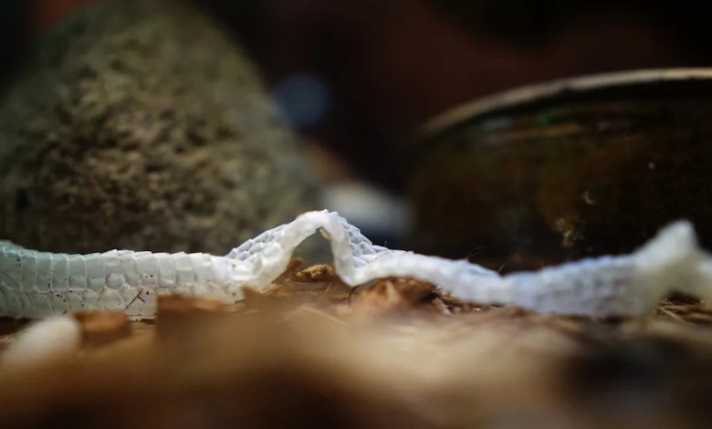 Scientists rediscover ‘secretive’ snake hardly seen in over a century: ‘Not easily encountered’ Scientists rediscover ‘secretive’ snake hardly seen in over a century: ‘Not easily encountered’