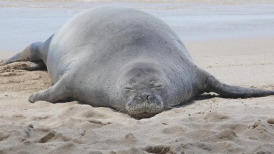 Lawyer says tourist accused of hurling rock at Hawaiian monk seal has been doxed and threatened Lawyer says tourist accused of hurling rock at Hawaiian monk seal has been doxed and threatened