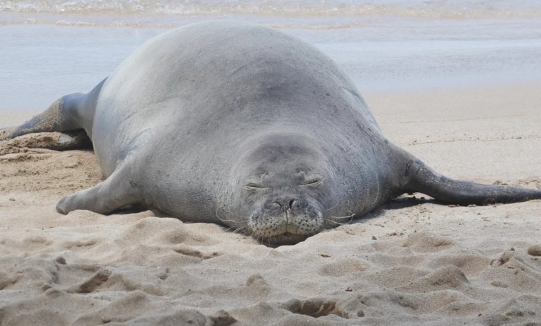 Lawyer says tourist accused of hurling rock at Hawaiian monk seal has been doxed and threatened Lawyer says tourist accused of hurling rock at Hawaiian monk seal has been doxed and threatened
