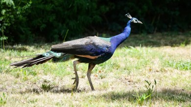Dozens of peacocks and peahens go missing from Northern California hotel Dozens of peacocks and peahens go missing from Northern California hotel
