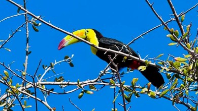 Rescue group in Las Vegas tries to catch a toucan that escaped its owner before it’s too late Rescue group in Las Vegas tries to catch a toucan that escaped its owner before it’s too late