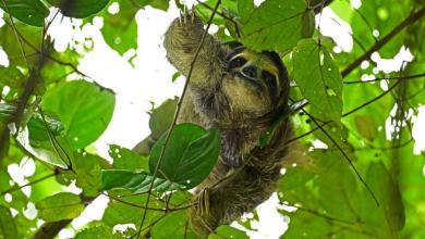 Thirty-one sloths die in Florida before opening of attraction Thirty-one sloths die in Florida before opening of attraction