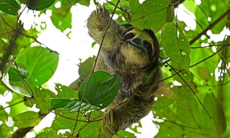 Thirty-one sloths die in Florida before opening of attraction Thirty-one sloths die in Florida before opening of attraction