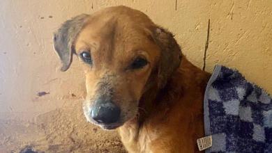 BBC uncovers the Ugandan scammers abusing dogs to elicit donations from animal lovers BBC uncovers the Ugandan scammers abusing dogs to elicit donations from animal lovers