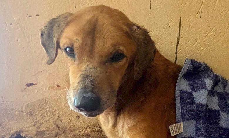 BBC uncovers the Ugandan scammers abusing dogs to elicit donations from animal lovers BBC uncovers the Ugandan scammers abusing dogs to elicit donations from animal lovers
