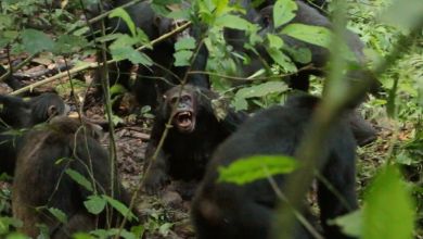 Chimpanzees in Uganda are in a ‘civil war,’ and researchers are unsure how it will end Chimpanzees in Uganda are in a ‘civil war,’ and researchers are unsure how it will end