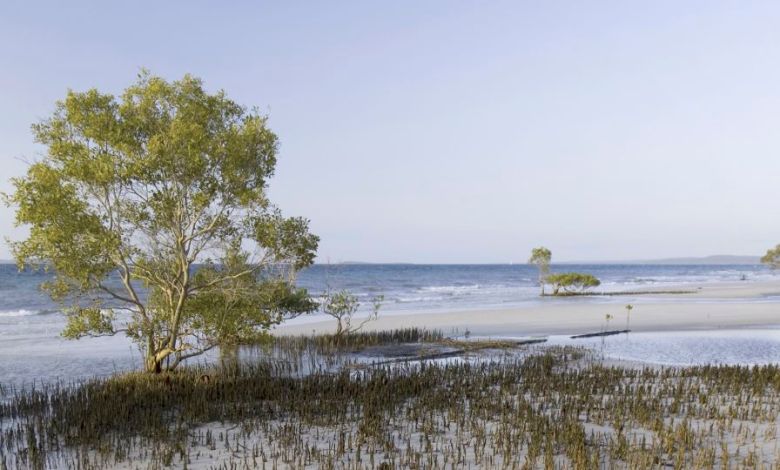 Body of Canadian woman, 19, found surrounded by dingoes on Australian island Body of Canadian woman, 19, found surrounded by dingoes on Australian island