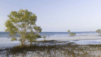 Body of Canadian woman, 19, found surrounded by dingoes on Australian island Body of Canadian woman, 19, found surrounded by dingoes on Australian island