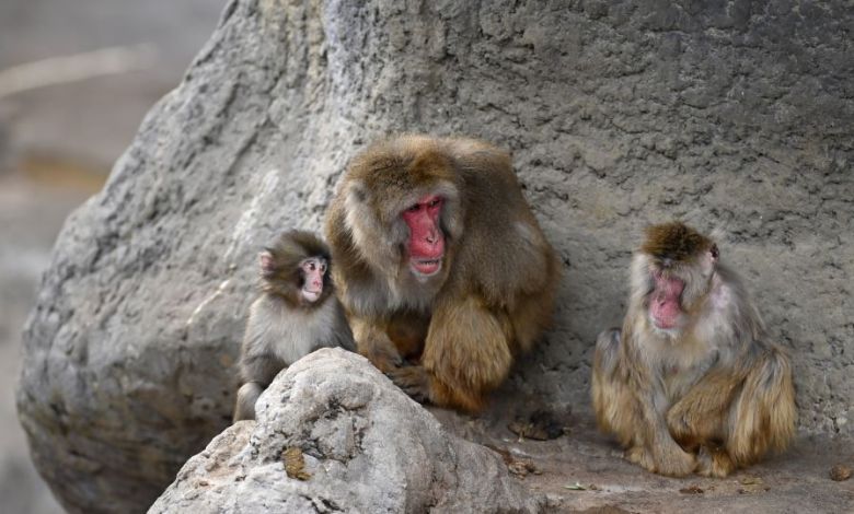 Punch the monkey is finally making friends and fitting in Punch the monkey is finally making friends and fitting in