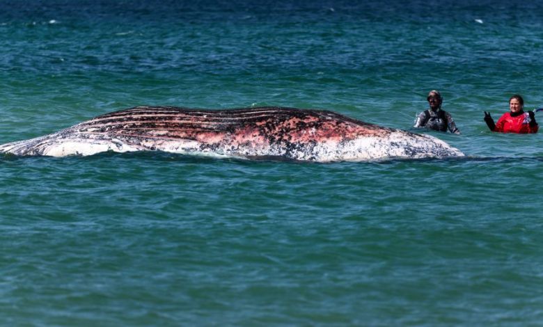 Timmy, the stranded humpback whale, found dead off Danish coast Timmy, the stranded humpback whale, found dead off Danish coast