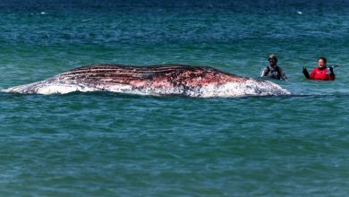 Timmy, the stranded humpback whale, found dead off Danish coast Timmy, the stranded humpback whale, found dead off Danish coast