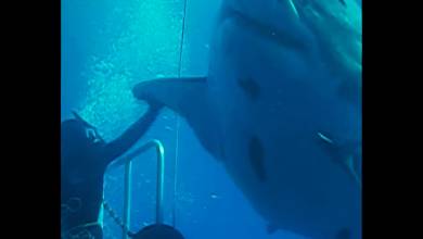 Deep Blue, largest great white shark ever recorded, back in spotlight Deep Blue, largest great white shark ever recorded, back in spotlight