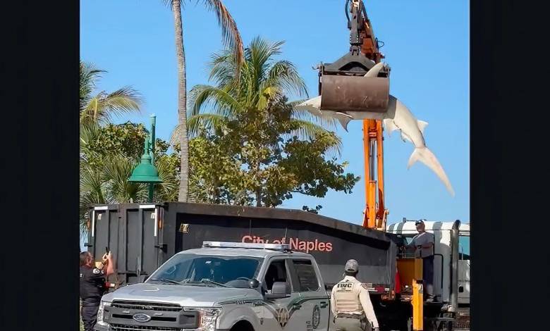 Massive hammerhead shark hoisted by crane from Florida beach Massive hammerhead shark hoisted by crane from Florida beach